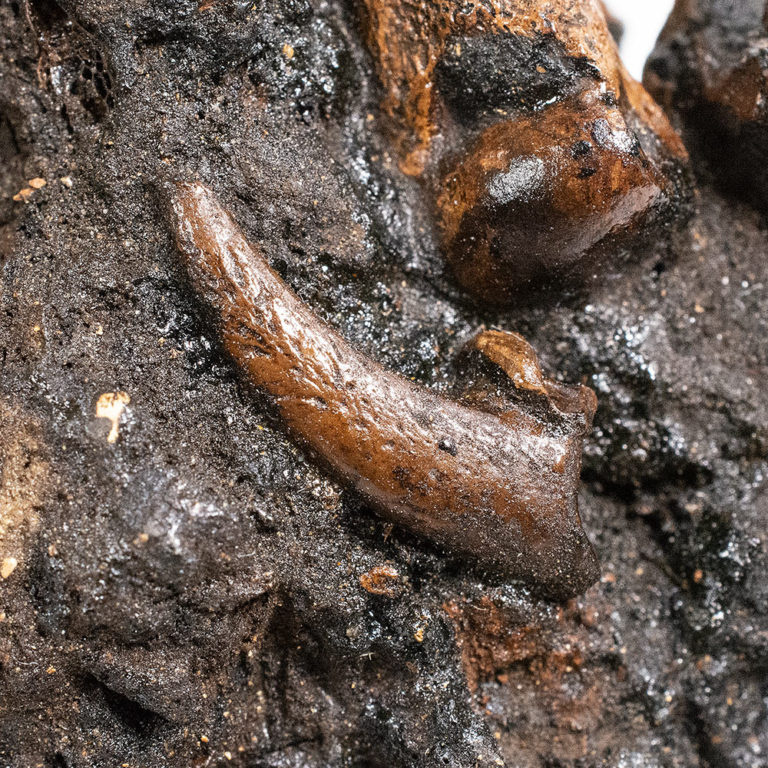 Great Blue Heron claw from the Tar Pits, The Natural Canvas