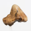 Dire wolf tooth from the Tar Pits - Image 2