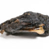 Tar Pits bird bones - Image 2