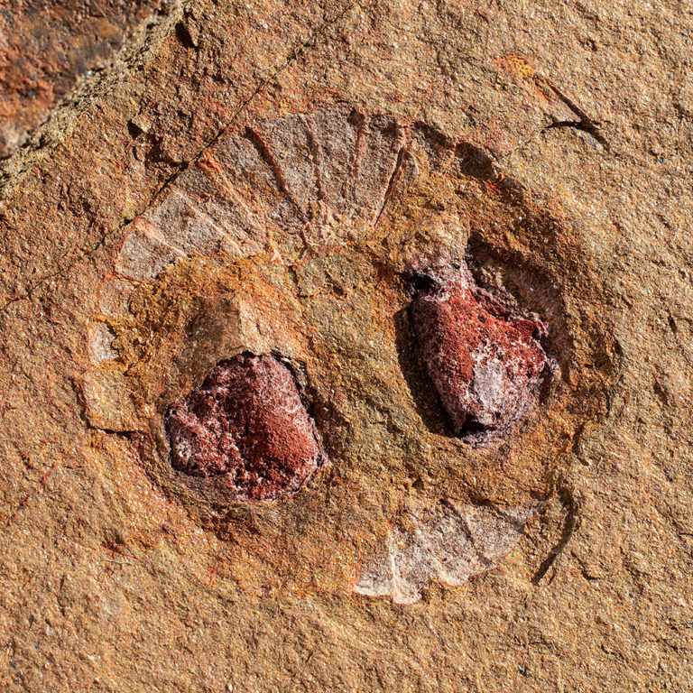 Anomalocaridid oral cone (mouth), The Natural Canvas