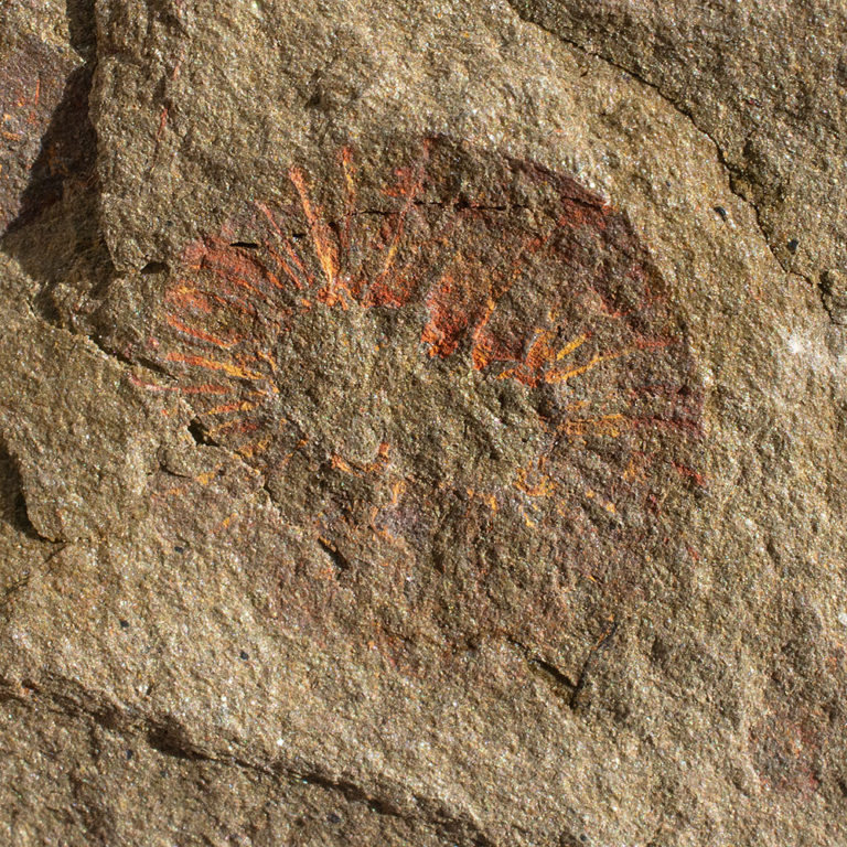 Ordovician Anomalocaridid oral cone (mouth), The Natural Canvas