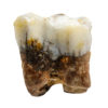 Ape tooth &#8211; Pongo pygmaeus weidenreichi, The Natural Canvas