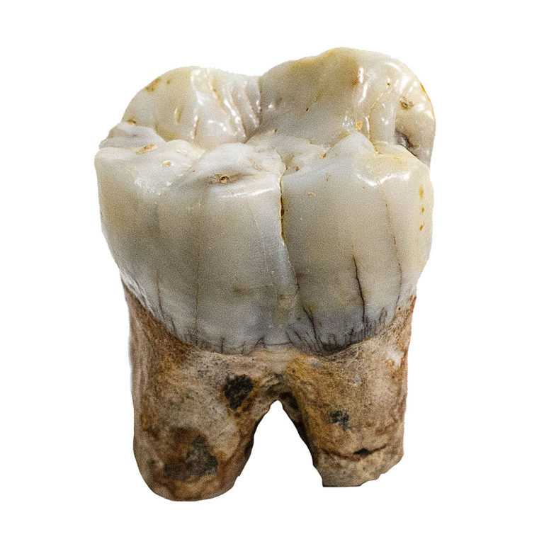 Ape tooth &#8211; Pongo pygmaeus weidenreichi, The Natural Canvas