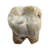 Ape tooth &#8211; Pongo pygmaeus weidenreichi, The Natural Canvas