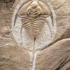 Exquisite trilobite &#8211; Olenellus gilberti, The Natural Canvas