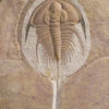 Exquisite trilobite &#8211; Olenellus gilberti, The Natural Canvas