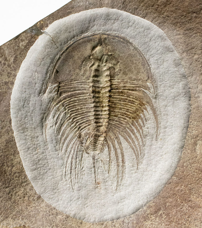 Incredibly well prepared trilobite &#8211; Olenellus fowleri, The Natural Canvas