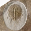 Incredibly well prepared trilobite &#8211; Olenellus fowleri, The Natural Canvas