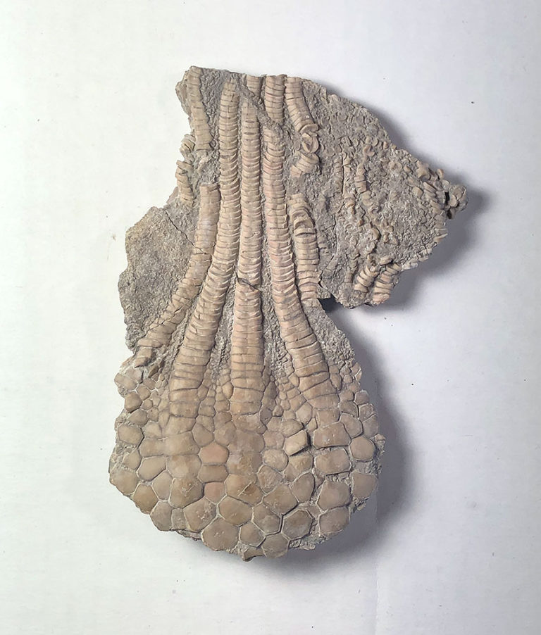 Iconic American Cretaceous Crinoid &#8211; Uintacrinus socialis, The Natural Canvas