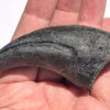 Huge dinosaur claw &#8211; Allosaurus fragilis, The Natural Canvas