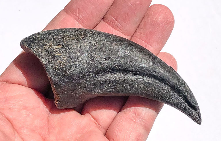 Huge dinosaur claw &#8211; Allosaurus fragilis, The Natural Canvas