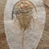 Incredibly well prepared trilobite &#8211; Olenellus gilberti, The Natural Canvas