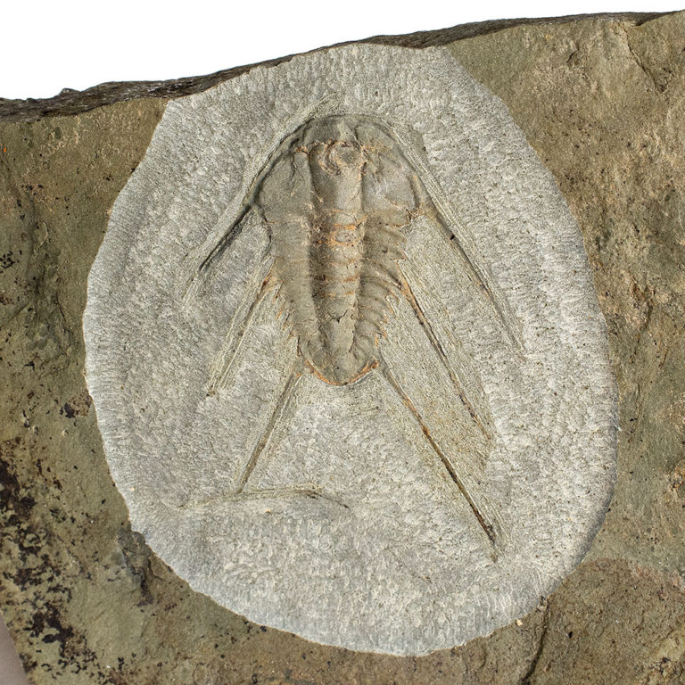 Rare trilobite from Montana &#8211; Paralbertella, The Natural Canvas