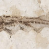 Stunning Cretaceous Dragonfly and Fish &#8211; Sinaeschnidia, The Natural Canvas