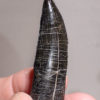 Beautiful fully rooted Allosaur tooth &#8211; Allosaurus fragilis, The Natural Canvas