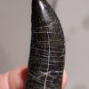 Beautiful fully rooted Allosaur tooth &#8211; Allosaurus fragilis, The Natural Canvas