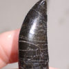 Beautiful fully rooted Allosaur tooth &#8211; Allosaurus fragilis, The Natural Canvas