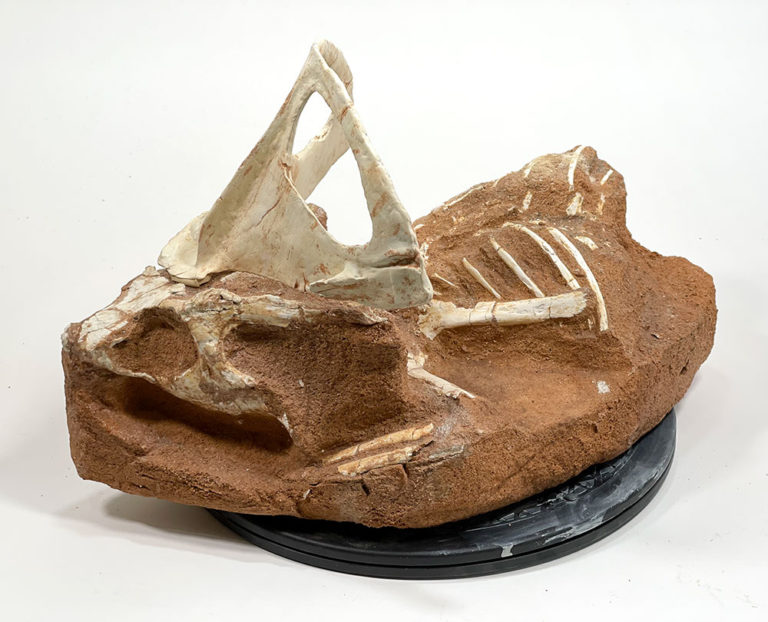 Partial dinosaur &#8211; Protoceratops, The Natural Canvas