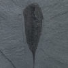 Burgess Shale &#8211; Molaria spinifera, The Natural Canvas