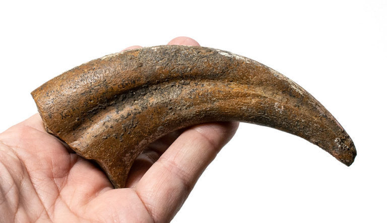 Therizinosaur claw, The Natural Canvas