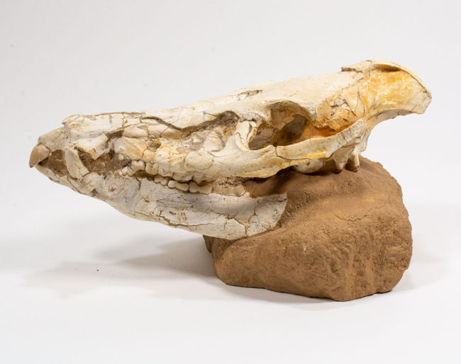 Miocene Bush Pig Skull – Chleuastochoerus 