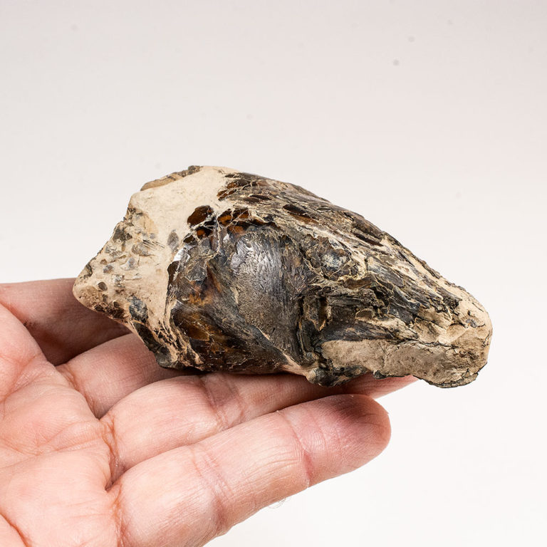 Fish skull from the London Clay, The Natural Canvas