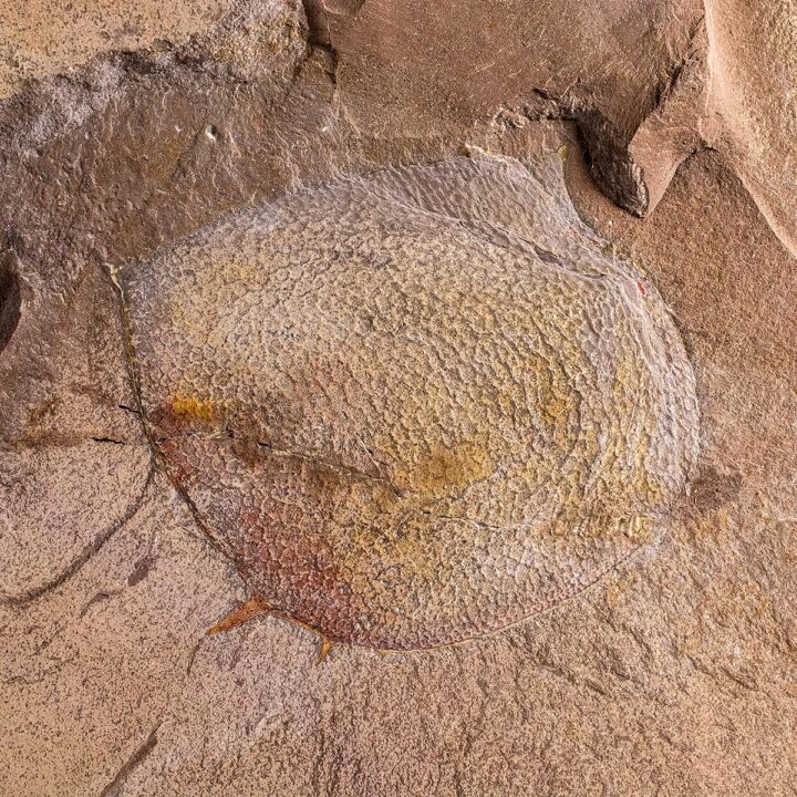 Cambrian Phyllocarid &#8211; Tuzoia, The Natural Canvas