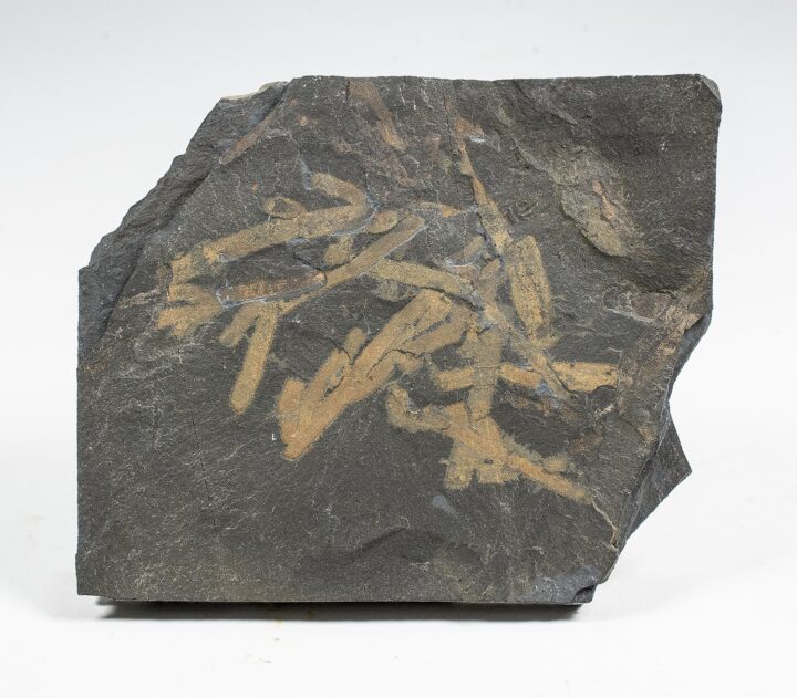 Burgess Shale Sponges &#8211; Vauxia gracilenta, The Natural Canvas