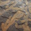 Burgess Shale Sponges &#8211; Vauxia gracilenta, The Natural Canvas