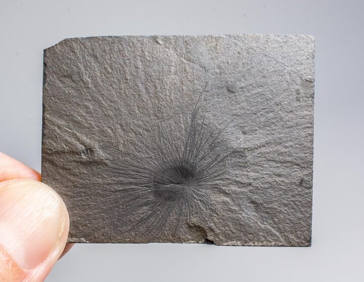 Burgess Shale Sponge &#8211; Choia carteri, The Natural Canvas