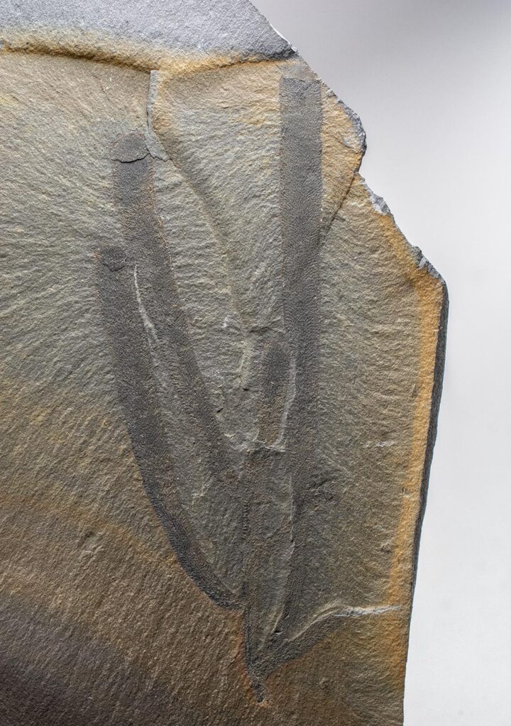 Burgess Shale Sponges &#8211; Vauxia gracilenta, The Natural Canvas