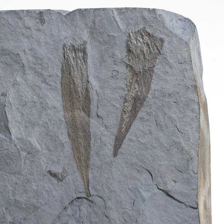 Rare Burgess Shale Sponge &#8211; Takakkawia, The Natural Canvas