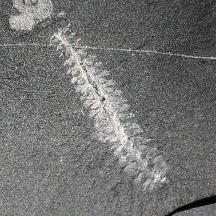 Burgess Shale &#8211; Burgessochaeta setigera, The Natural Canvas