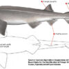 Near complete entire Hexanchus shark, The Natural Canvas