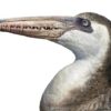 &#8220;Pseudotoothed&#8221; bird &#8211; Dasornis, The Natural Canvas