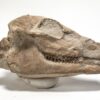 High quality camel skull &#8211; Poebrotherium, The Natural Canvas