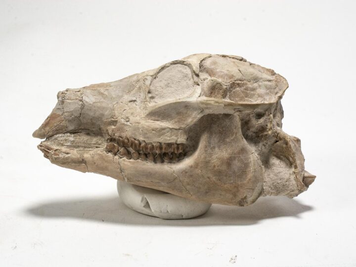 High quality camel skull &#8211; Poebrotherium, The Natural Canvas