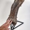 Hadrosaur foot bone &#8211; Edmontosaurus, The Natural Canvas