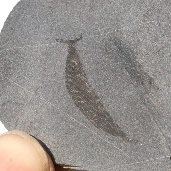 Ultra-rare Burgess Shale Chordate &#8211; Pikaia gracilens, The Natural Canvas