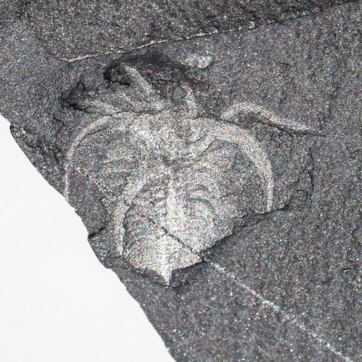 Iconic Burgess Shale arthropod &#8211; Marrella splendens, The Natural Canvas