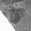 Iconic Burgess Shale arthropod &#8211; Marrella splendens, The Natural Canvas