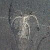 Iconic Burgess Shale arthropod &#8211; Marrella splendens, The Natural Canvas