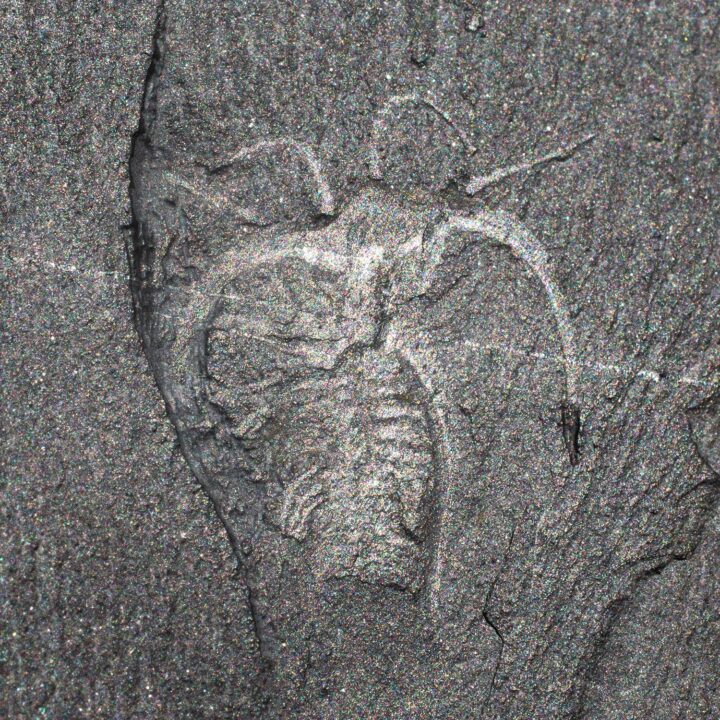 Iconic Burgess Shale arthropod &#8211; Marrella splendens, The Natural Canvas