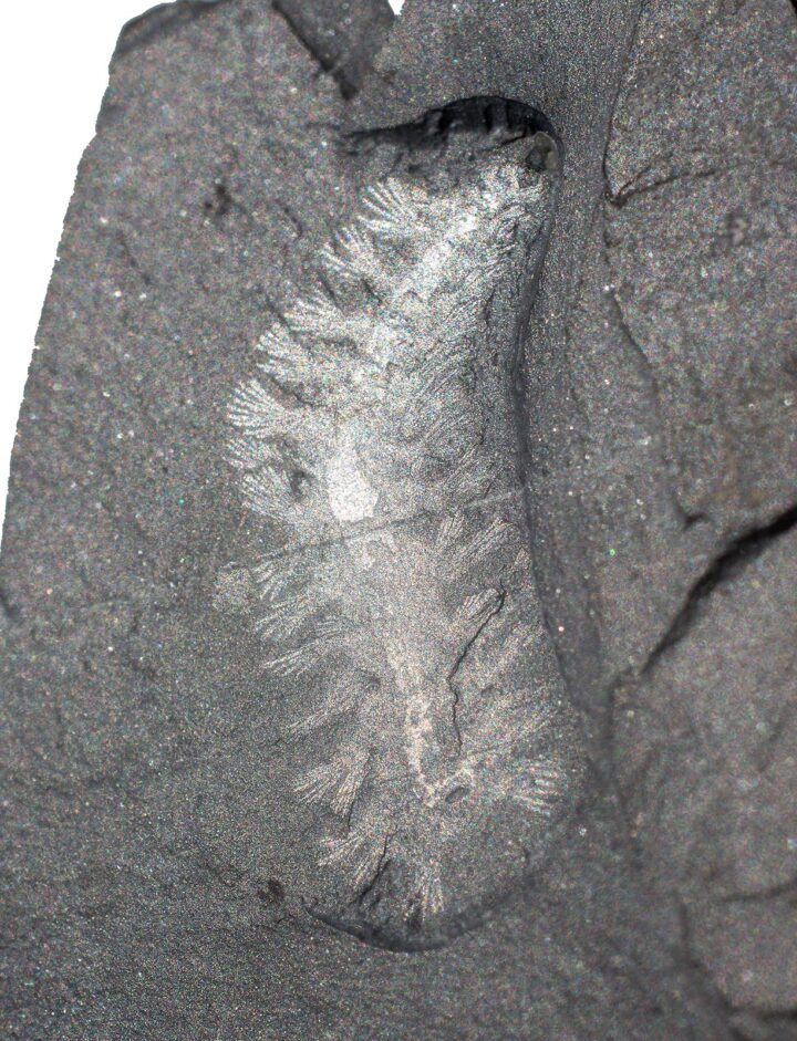 Burgess Shale polychaete &#8211; Burgessochaeta setigera, The Natural Canvas