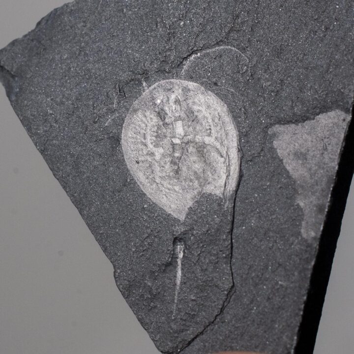 Burgess Shale arthropod &#8211; Burgessia, The Natural Canvas