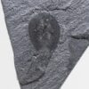 Burgess Shale arthropod &#8211; Burgessia, The Natural Canvas