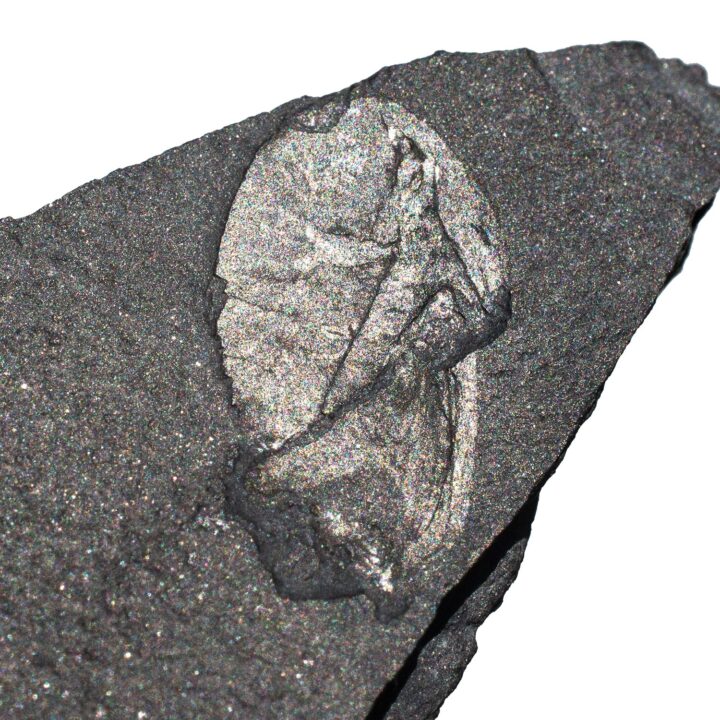 Burgess Shale arthropod &#8211; Burgessia, The Natural Canvas