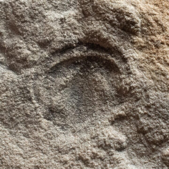 Precambrian proto-arthropod &#8211; Parvancornia, The Natural Canvas