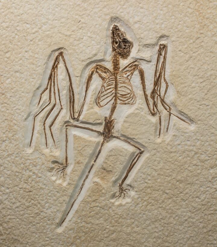 Museum quality CAST of an Eocene bat &#8211; Onychonycteris, The Natural Canvas