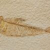 Museum quality CAST of an Eocene bat &#8211; Onychonycteris, The Natural Canvas